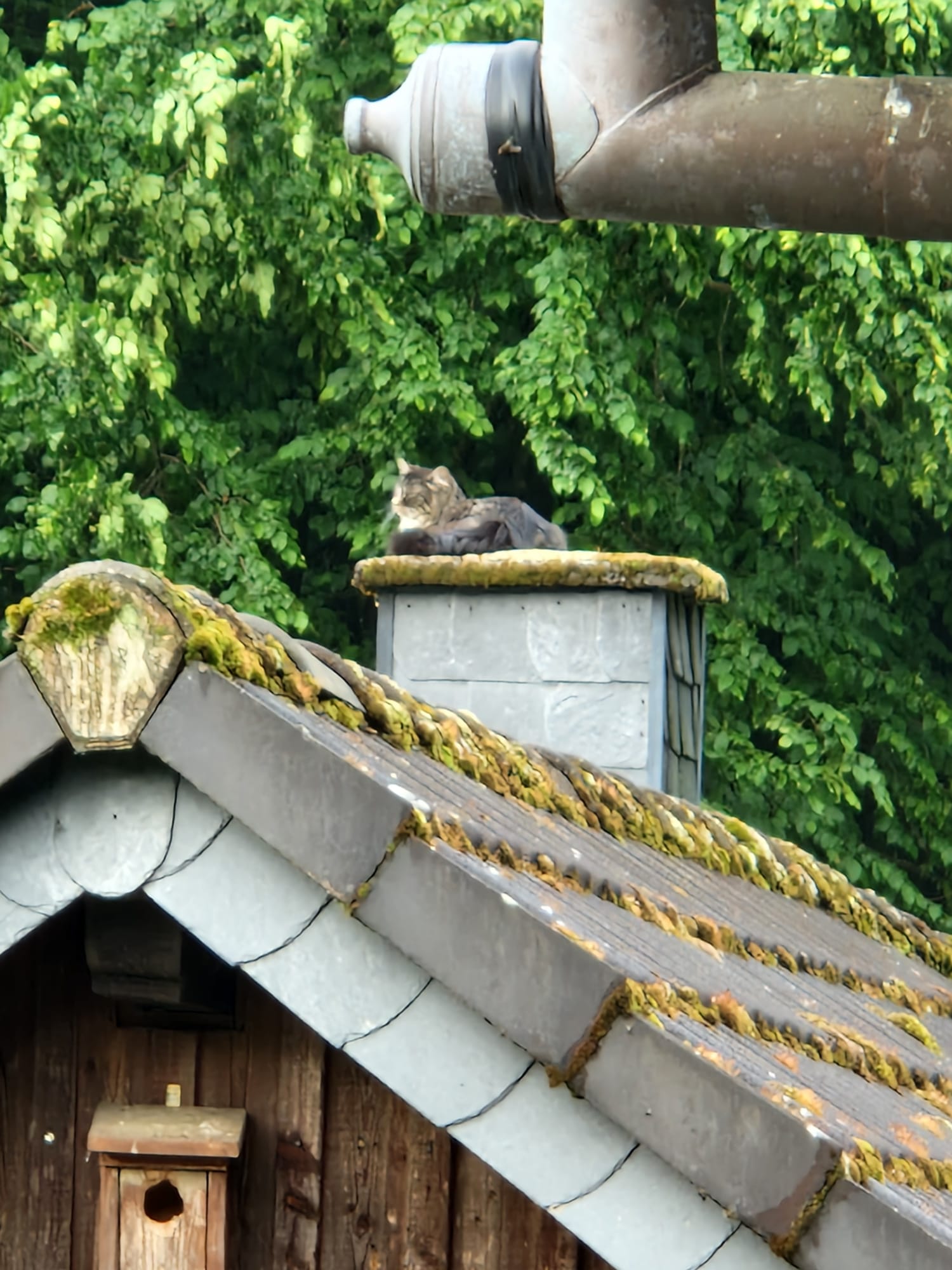 Unsere Katze auf dem Schornstein